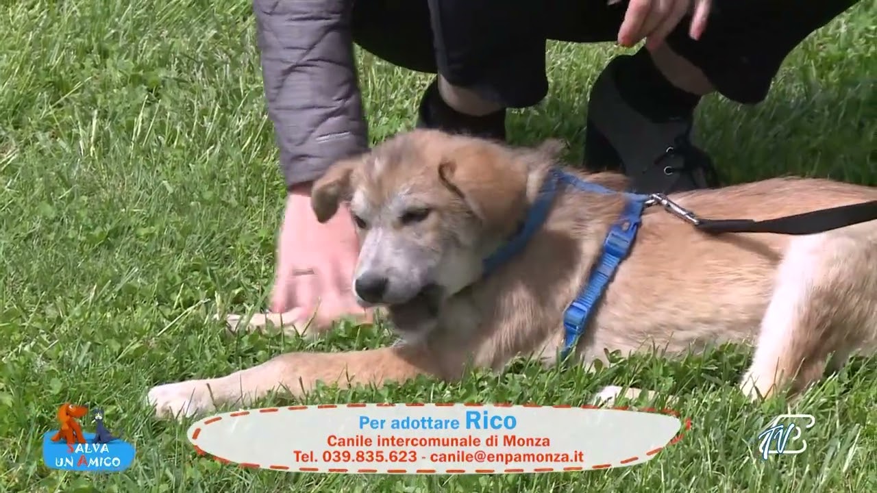 SALVA UN AMICO - 23 APRILE 2026