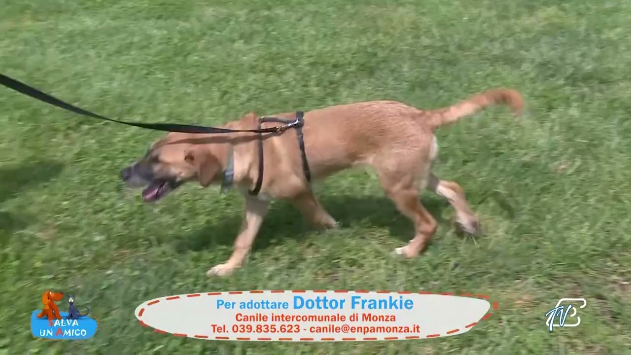 SALVA UN AMICO - 24 APRILE 2026