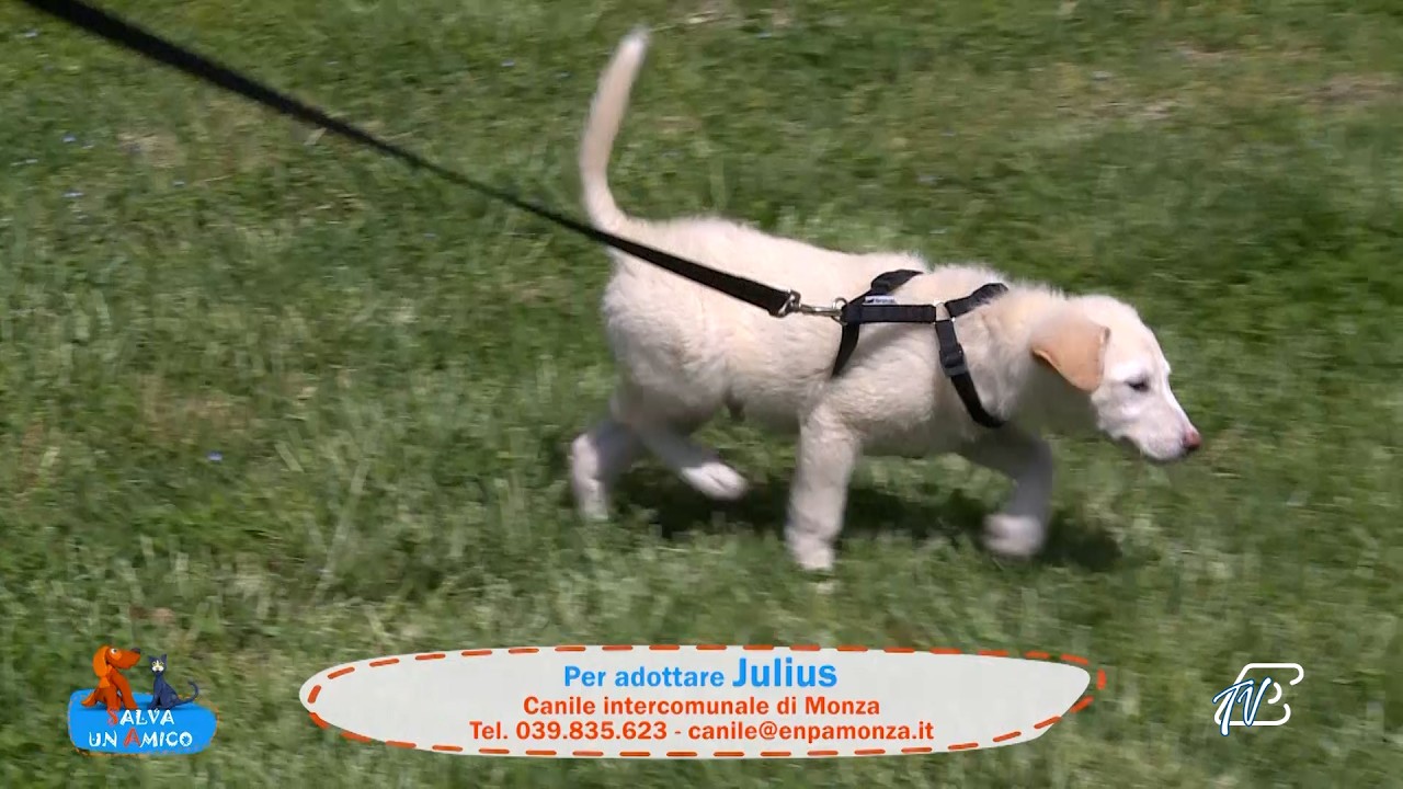 SALVA UN AMICO - 28 APRILE 2026