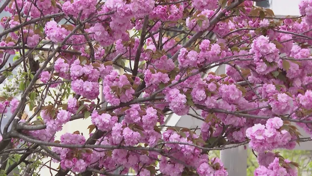 Ciliegi di Como, nuovo round