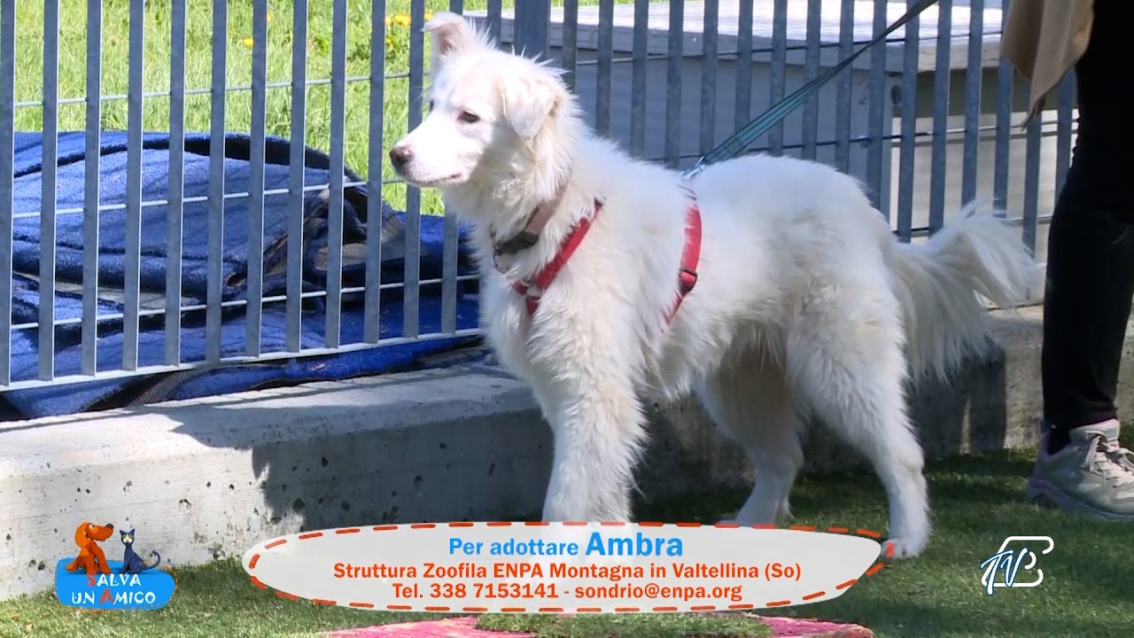 SALVA UN AMICO - 8 APRILE 2026