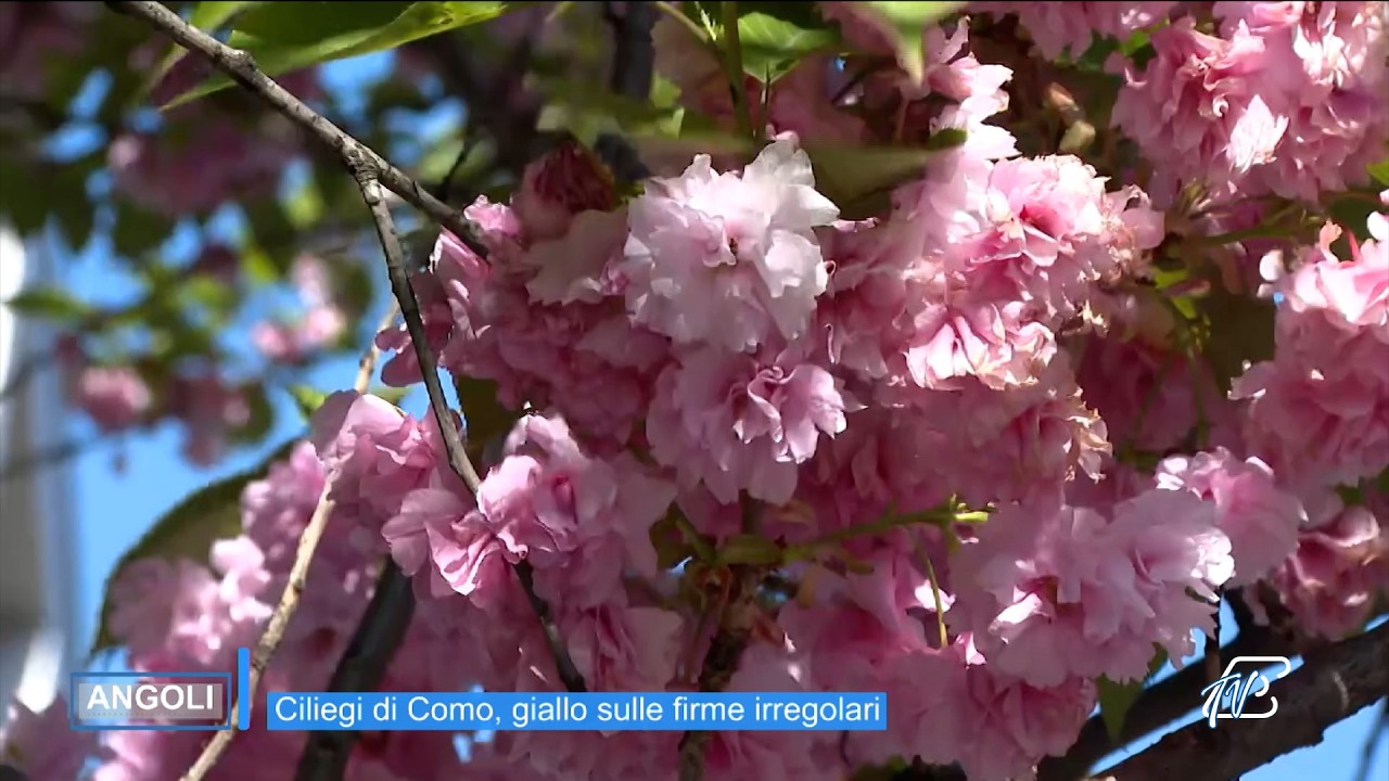 ANGOLI 9/4/2026: CILIEGI DI COMO - GIALLO SULLE FIRME IRREGOLARI