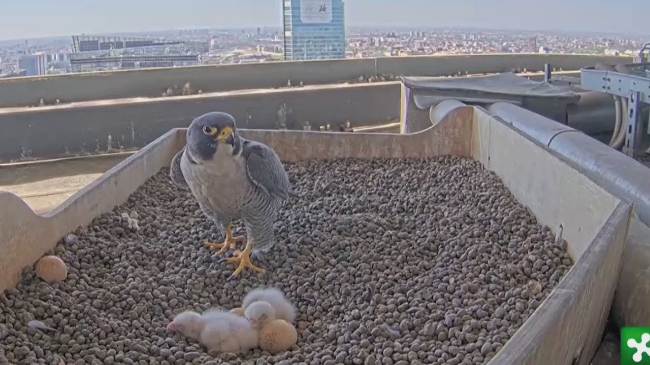 Falchi del Pirellone, due nuovi nati a Pasquetta