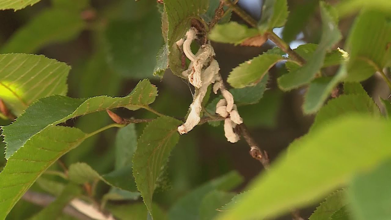 Takahashia japonica sulle piante di Cantù