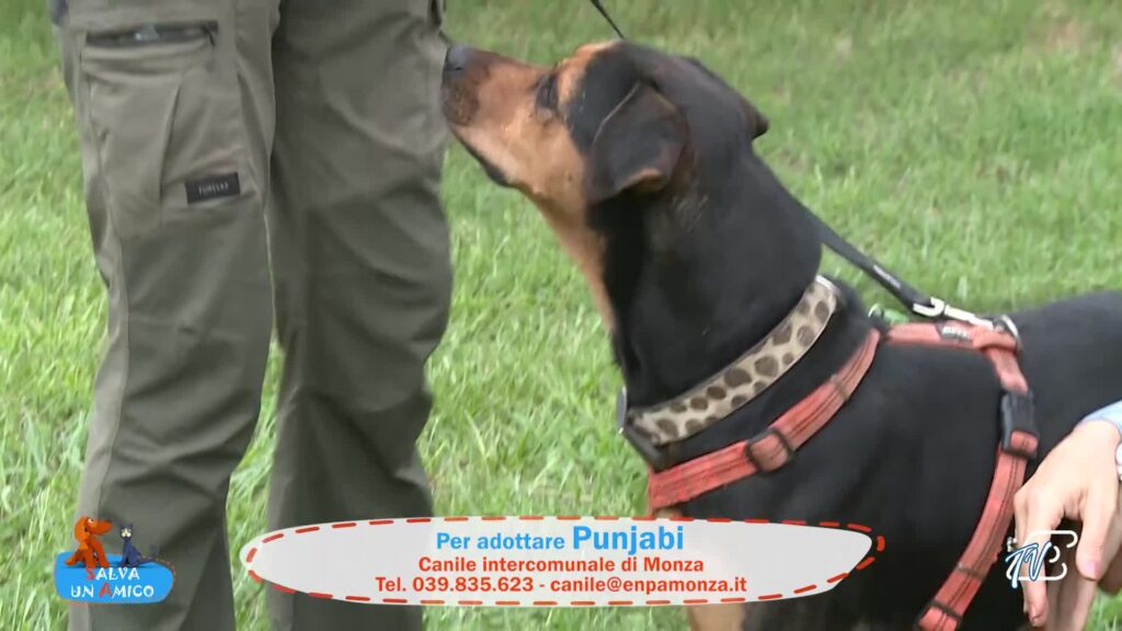 SALVA UN AMICO - 17-09-2026